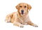 Golden Retriever PNG Image