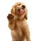 Golden Retriever PNG Images