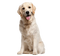 Golden Retriever PNG Photo