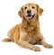 Golden Retriever PNG Pic