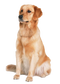 Golden Retriever PNG Picture