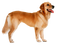 Golden Retriever PNG Transparent HD Photo