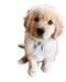 Golden Retriever Puppy PNG Clipart