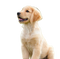 Golden Retriever Puppy PNG Download Image