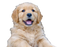 Golden Retriever Puppy PNG File