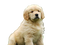 Golden Retriever Puppy PNG Free Download