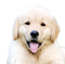 Golden Retriever Puppy PNG Free Image