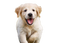 Golden Retriever Puppy PNG High Quality Image