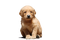 Golden Retriever Puppy PNG Image