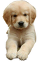 Golden Retriever Puppy PNG Images