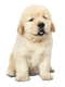 Golden Retriever Puppy PNG