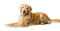 Golden Retriever Transparent