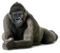 Gorilla Free PNG Image