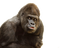 Gorilla PNG File