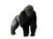 Gorilla PNG Pic