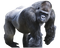 Gorilla PNG Picture