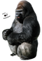 Gorilla PNG