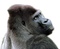 Gorilla Transparent