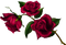 Gothic Rose PNG Clipart