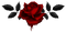 Gothic Rose PNG