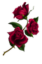 Gothic Rose Transparent