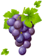 Grape Free Download PNG