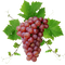 Grape PNG Image