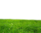 Grass High-Quality PNG