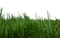 Grass PNG HD