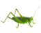 Grasshopper PNG File