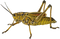 Grasshopper PNG Free Image