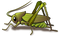 Grasshopper PNG High Quality Image