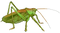 Grasshopper PNG Image File