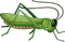 Grasshopper PNG Pic