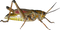 Grasshopper PNG Picture