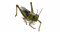 Grasshopper PNG