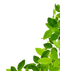 Green Leaf PNG HD Image