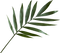 Green Leaf PNG Image