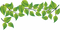 Green Leaf PNG