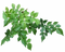 Green Leaves PNG Clipart