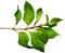 Green Leaves PNG Free Download