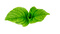 Green Leaves PNG HD Image