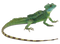 Green Lizard PNG Picture