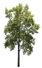 Green Oak Tree PNG Free Download