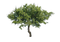 Green Oak Tree PNG Image