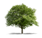 Green Oak Tree PNG Picture