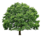 Green Oak Tree PNG