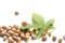 Hemp Seeds PNG