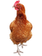 Hen Download PNG