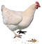 Hen Free PNG Image